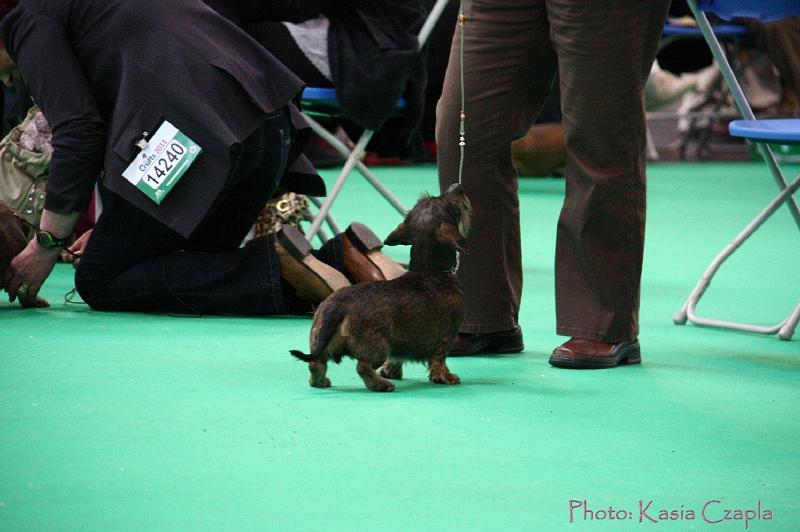 Crufts2011_2 1505.jpg